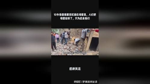 10多条剧毒眼镜蛇藏在墙壁里，人们把墙壁给拆了，只为赶走他们