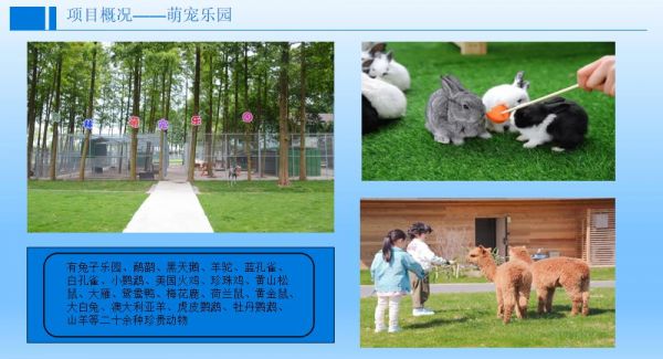  探索户外萌宠乐园1:自然与宠物的和谐共生
