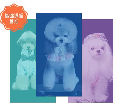 成都宠物美容加盟