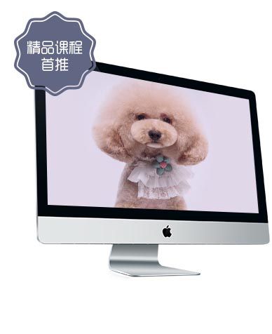 成都宠物美容加盟