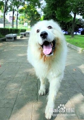狗狗的护理有门道，四季变化有讲究~