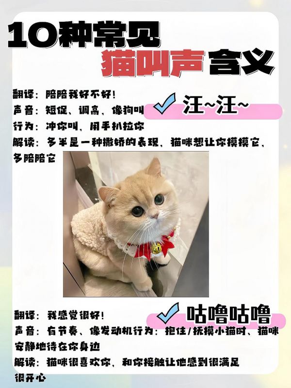 10种猫咪常见声音解析。你知道哪一种呢？#创作灵感 #猫咪 #新手养猫 #猫咪叫声表达含义 #我镜头下的小猫