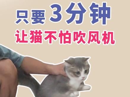 只要3分钟让猫不怕吹风机-叛逆小猫大改造8 #训猫 #猫社会化训练 #训猫师 #米努特矮脚猫