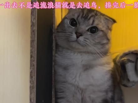 今天猫猫被训后，表情绝了…真是一副委屈的样子，太萌了#被迫营业的猫猫 #被逼成邪恶银渐层的一天 #记录猫咪日常 #猫咪的迷惑行为 #萌宠出道计划