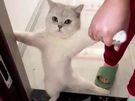 #宠物成精啦 #被萌宠治愈的那些时刻 #委屈巴巴的猫咪太萌了 #猫咪的治愈瞬间 #猫咪日常