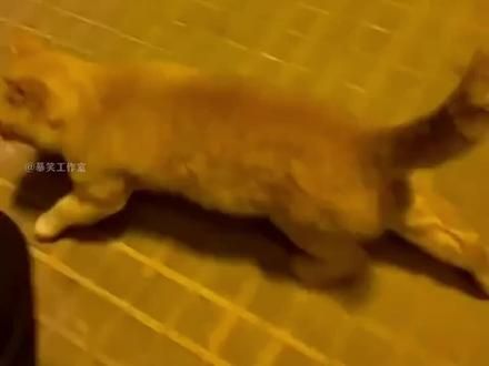 那些能听懂人话的猫咪，交流完全无障碍#搞笑#专治不开心#萌宠 #迷惑行为大赏 #猫咪