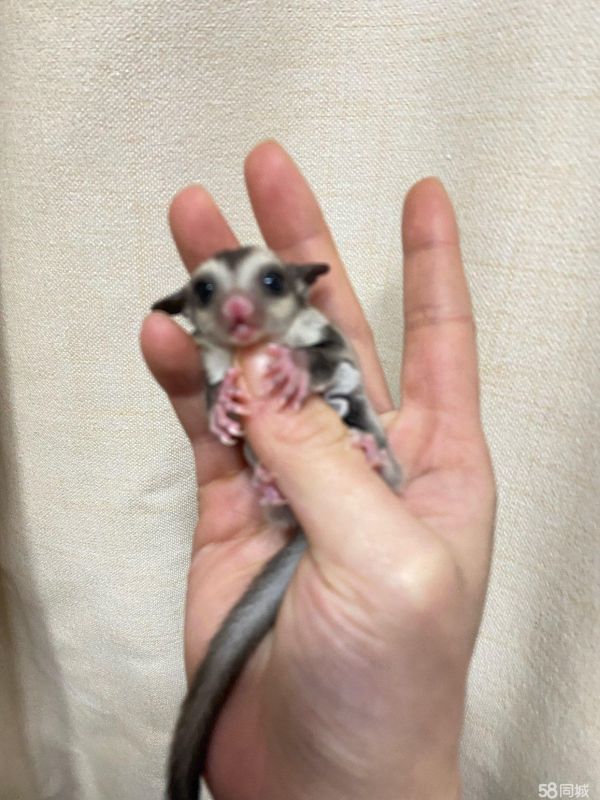 昆山花鸟鱼虫·蜜袋鼯鼠 小飞鼠 蜜袋鼯