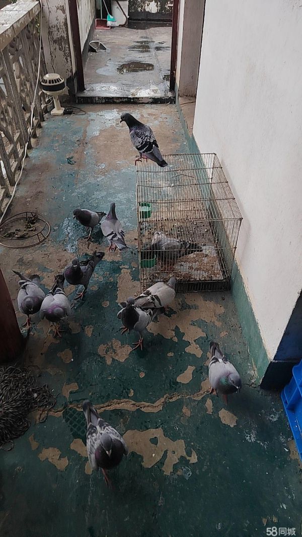 昆山花鸟鱼虫·喜欢鸽子的可以来聊聊价格不高