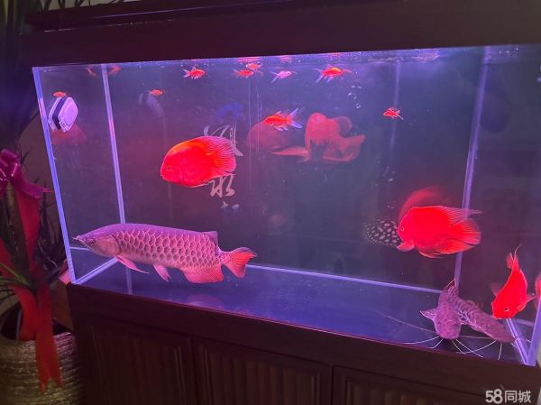昆山花鸟鱼虫·金龙鱼加鱼缸 送发财鱼 需自提 可刀