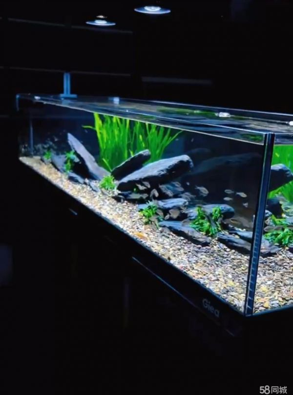 昆山市玉山镇泗海龙源水族店·观赏鱼水族鱼缸造景定制