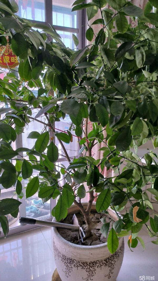 昆山花鸟鱼虫·金桔树，加花盆，我们回老家了，不带回