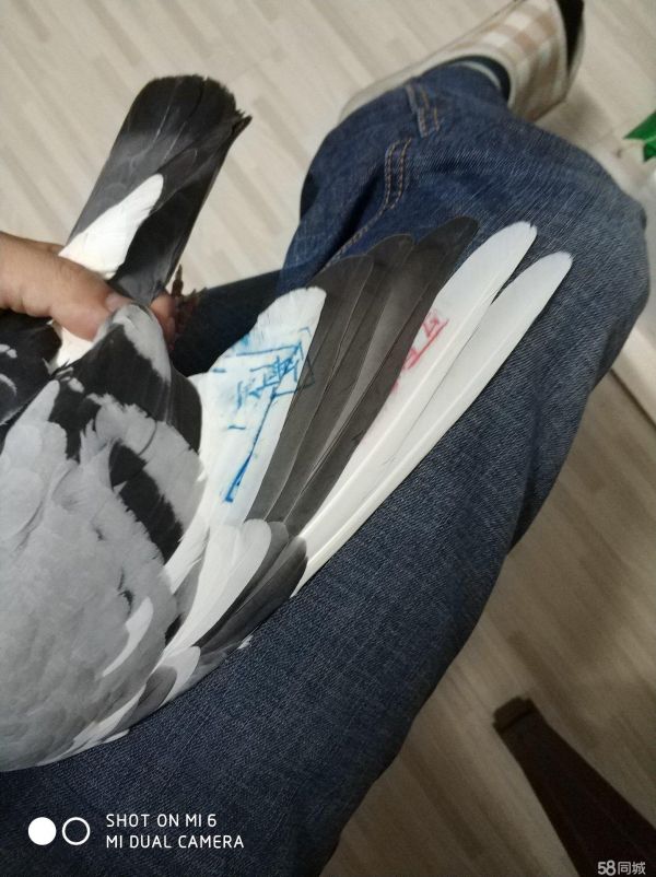 昆山花鸟鱼虫·清棚了，种鸽便宜出了，。，。