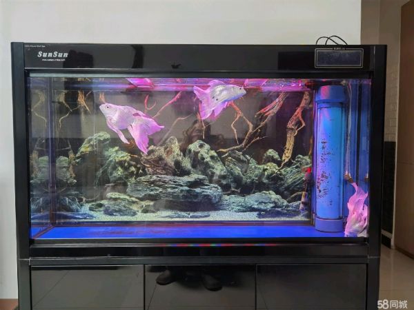 昆山花鸟鱼虫·鱼缸连带鱼缸里的鱼一起低价处理