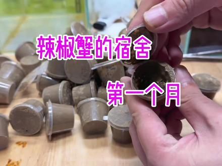 我养的辣椒蟹在鱼缸里快开辟出三室一厅了#辣椒蟹 #生态缸 #鱼缸造景