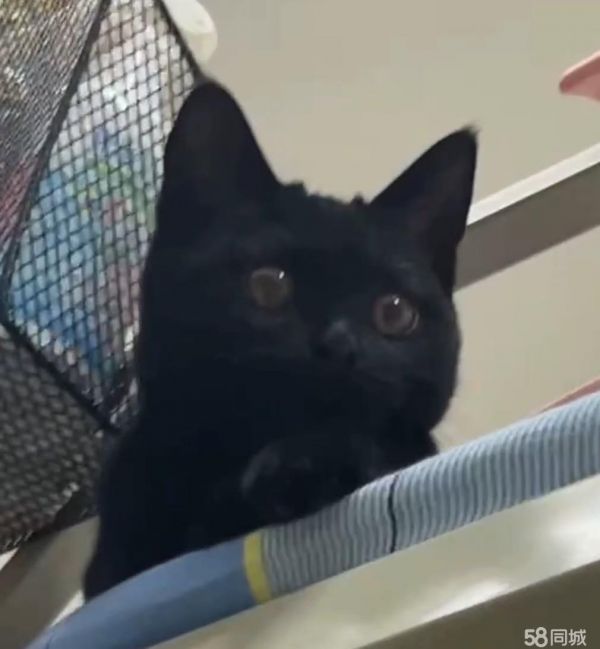 包头宠物赠送/领养·宠物赠送，寻爱猫人士。