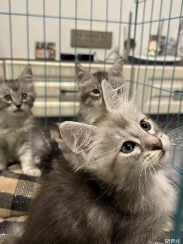 包头宠物赠送/领养·宠物猫咪。自己家养的，太多了，