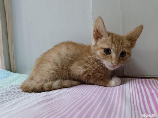 包头宠物赠送/领养·猫咪免费领养，送猫粮，送猫上门
