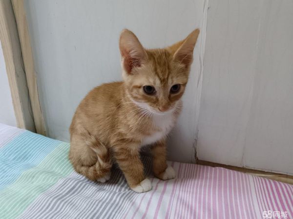 包头宠物赠送/领养·免费猫咪领养，送猫粮，送猫上门