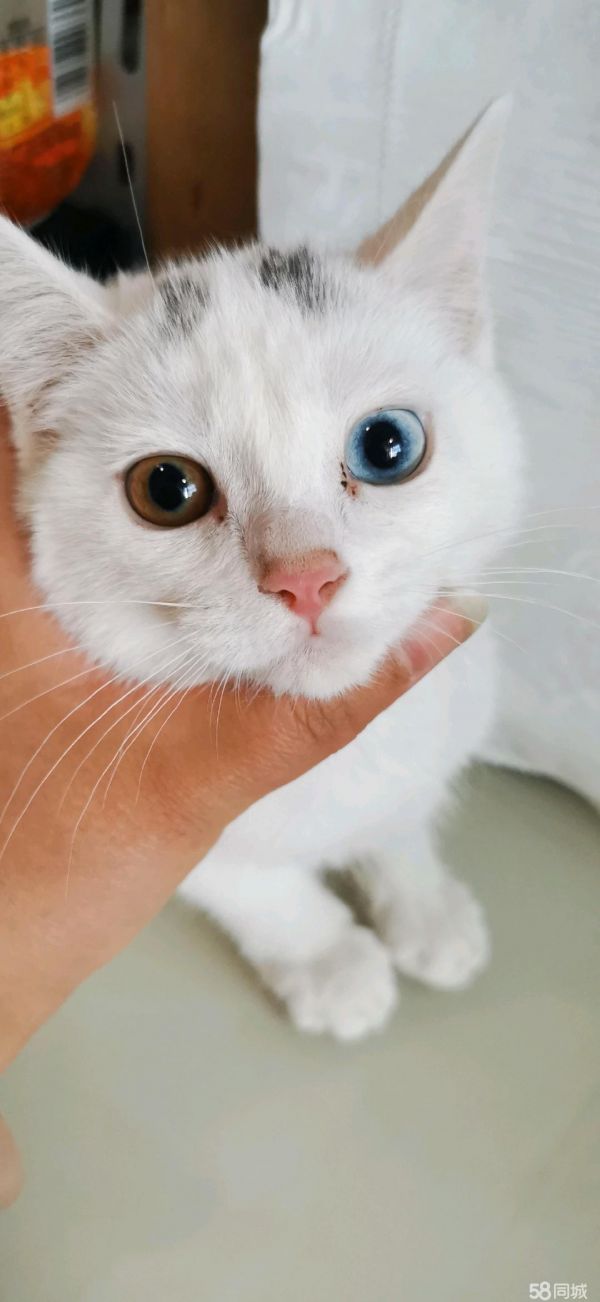 包头宠物赠送/领养·小猫3个月了