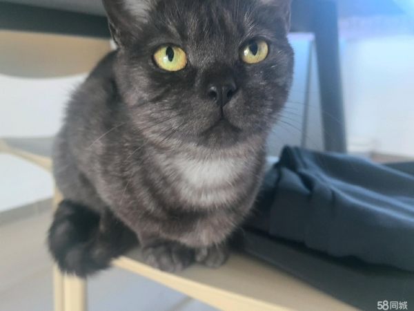 包头宠物赠送/领养·猫咪免费领养