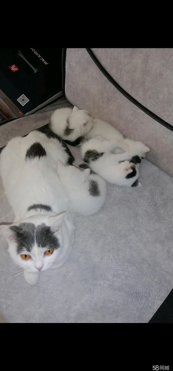 包头宠物赠送/领养·可爱小猫咪，寻找好心主人，
