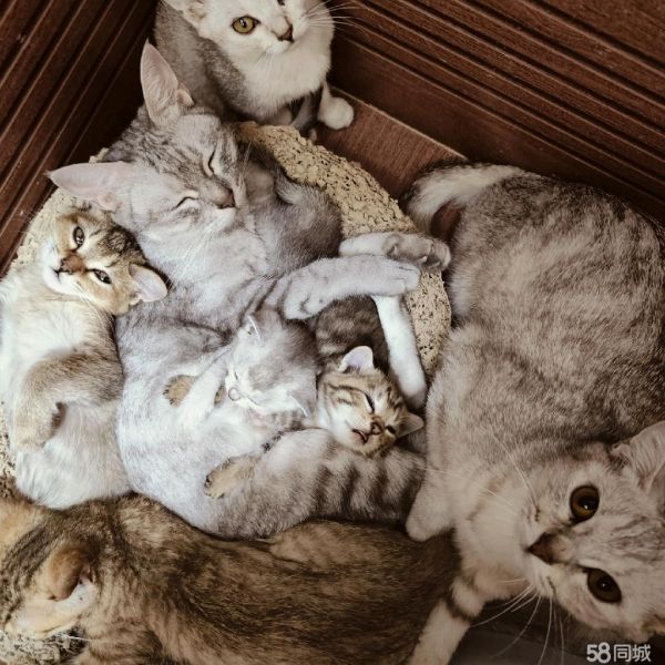 包头宠物赠送/领养·免费领养猫咪，家里猫咪太多承担