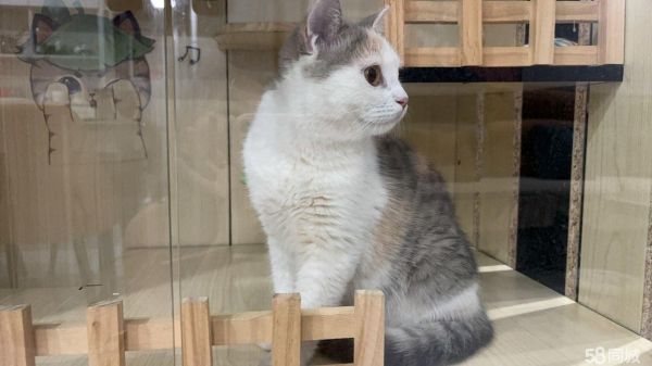 包头宠物赠送/领养·小猫六个月免费送，小女孩