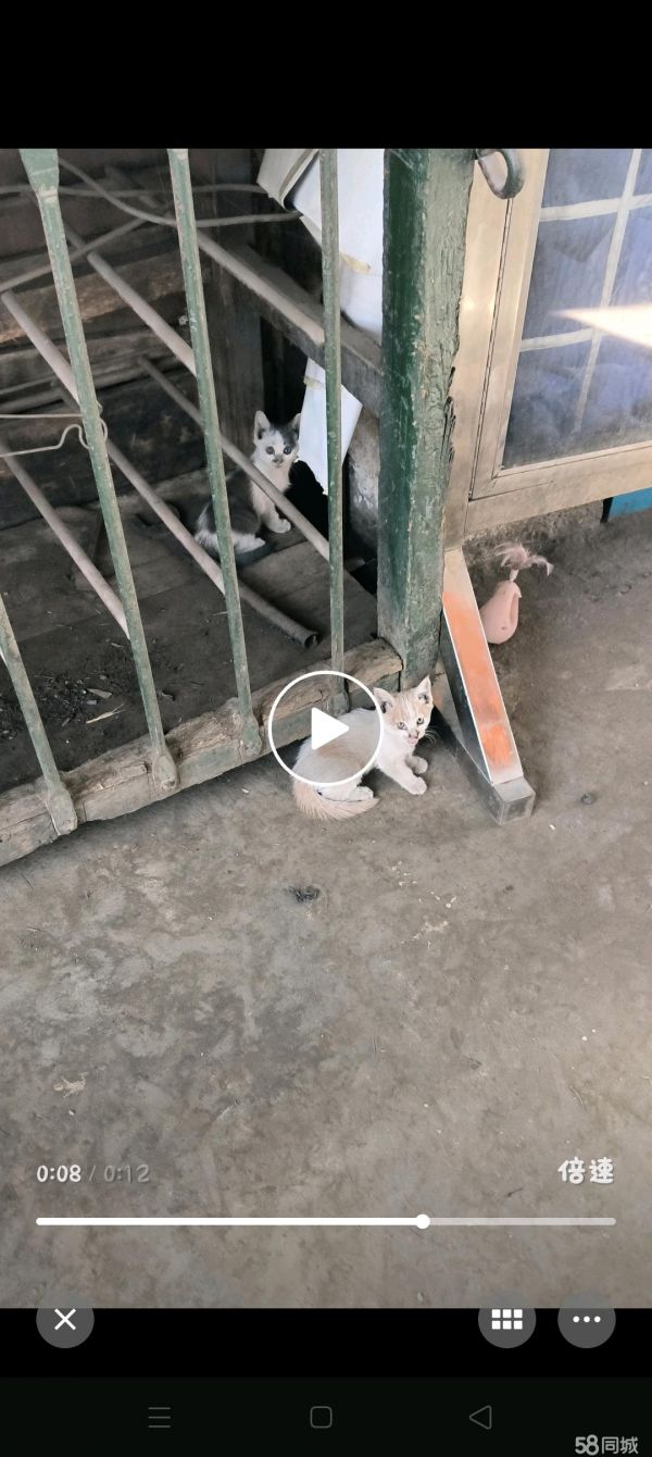 包头宠物赠送/领养·小猫免费领养