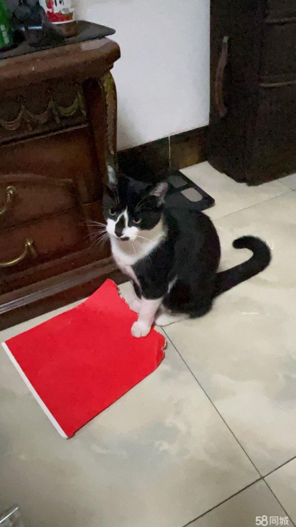 包头宠物赠送/领养·领养猫咪