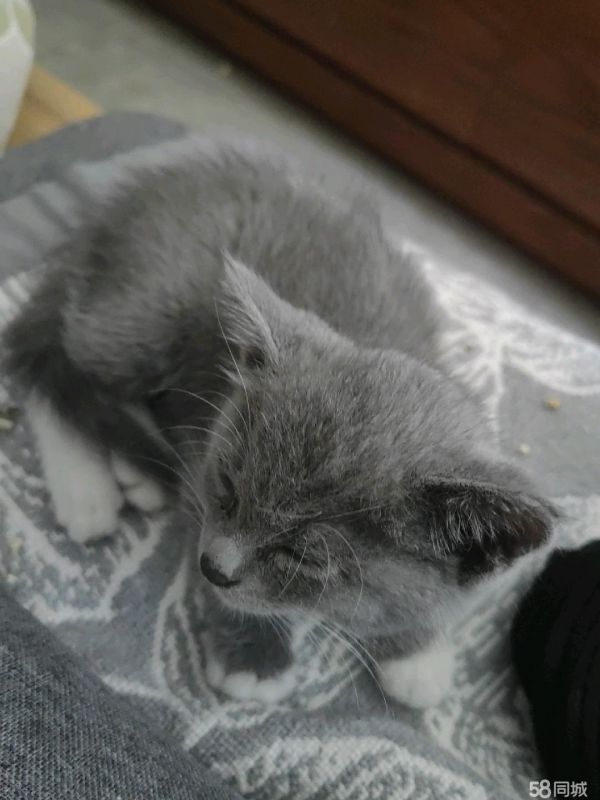 鄂尔多斯市东胜区三江物业·小奶猫免费领养