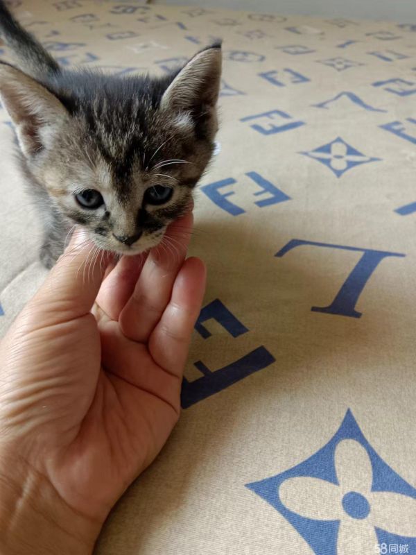 包头宠物赠送/领养·自己家的小猫刚满月免费送需要联