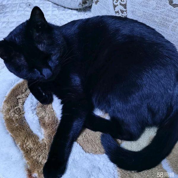 内蒙古金仕人力资源管理顾问·免费送养本土一岁纯黑猫
