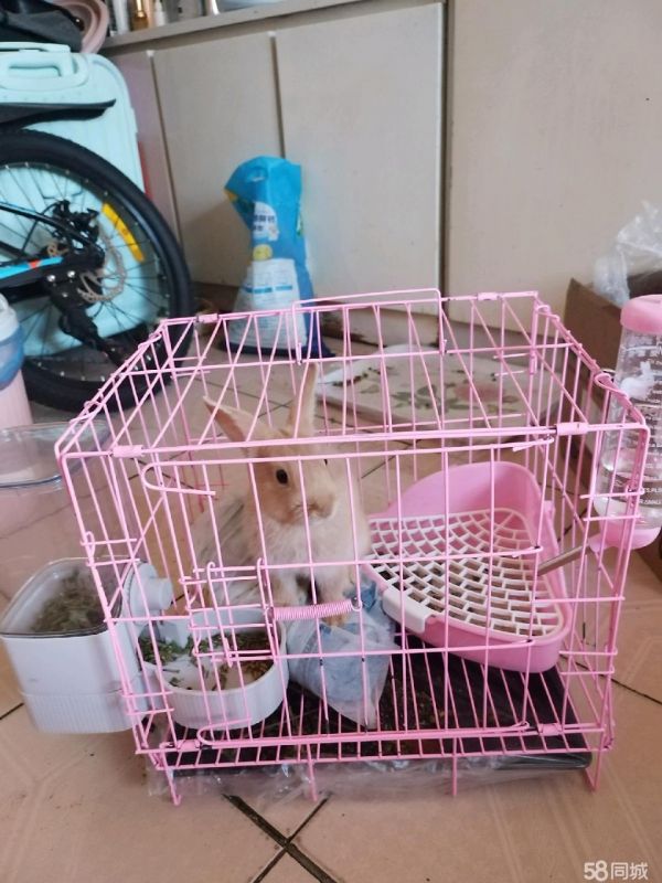 包头宠物赠送/领养·自己从小养大的宠物兔，由于工作