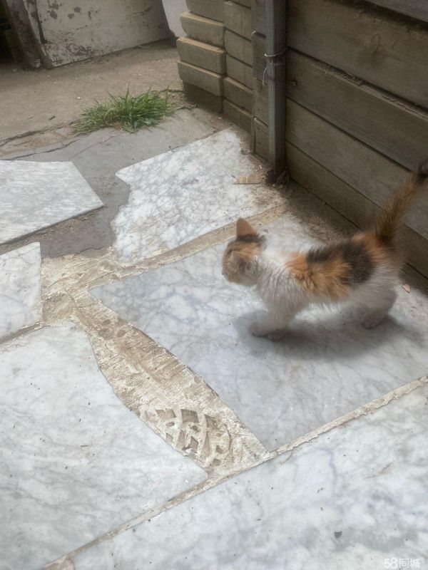 包头宠物赠送/领养·小猫找领养