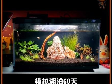 耗时60天，打造一个湖泊生态系统。 #微观世界 #养鱼日记 #鱼缸里的大自然 #生态缸