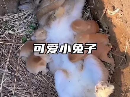 兔子的超强繁殖能力，一窝几只到十几只不等，简直超乎想象#野生动物零距离 #神奇动物在抖音 #兔子