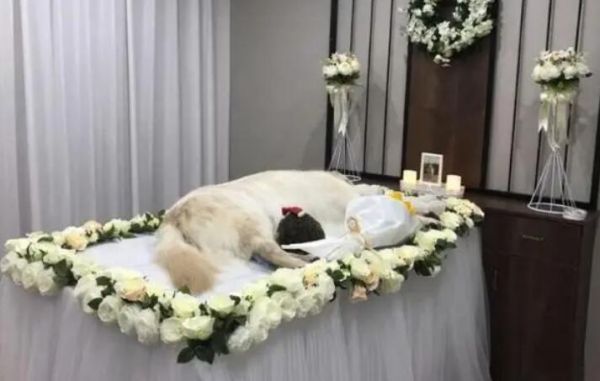 宠物殡葬服务流程表格
