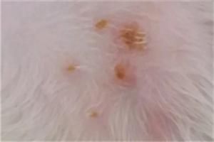 狗狗皮肤病特效药有哪些？