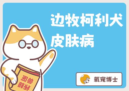 谨慎用药!边牧等柯利犬得了皮肤病怎么办?