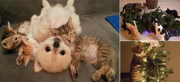 14只猫狗来到新家,趁主人不在变身破坏狂,拆出满意新窝