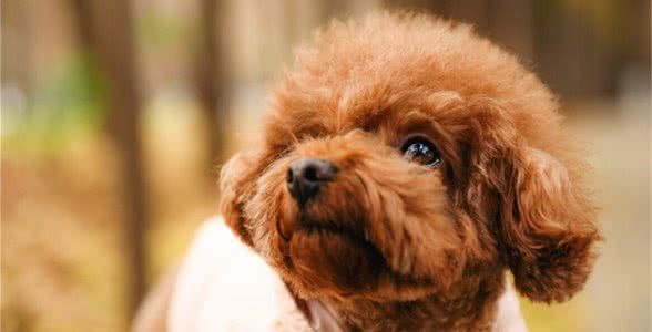 泰迪犬这4个部位,频繁清洁威胁健康,很多人做过