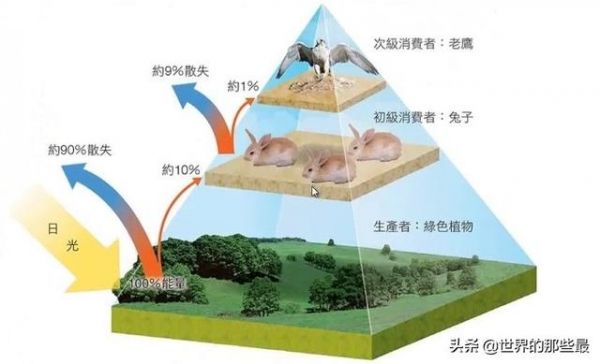 为什么站在食物链顶端的老虎，生存能力反而比较低？