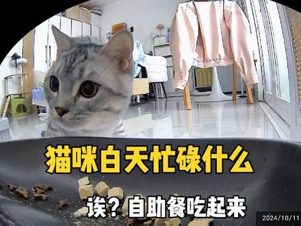 猫咪白天都在忙什么 猫咪自己在家，白天都在忙什么？忙忙碌碌寻宝藏？忙着睡觉？忙着拆家？忙着吃自助餐？#监控下的猫咪 #谁家小猫咪精力这么旺盛 #偷拍睡觉的猫 #你家猫猫也会这样吗 #猫咪每天都在忙什么