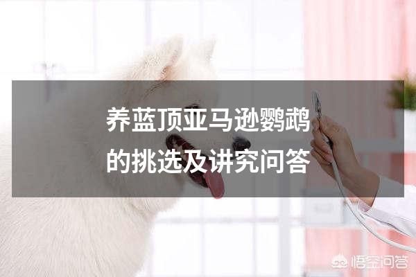 养蓝顶亚马逊鹦鹉的挑选及讲究问答