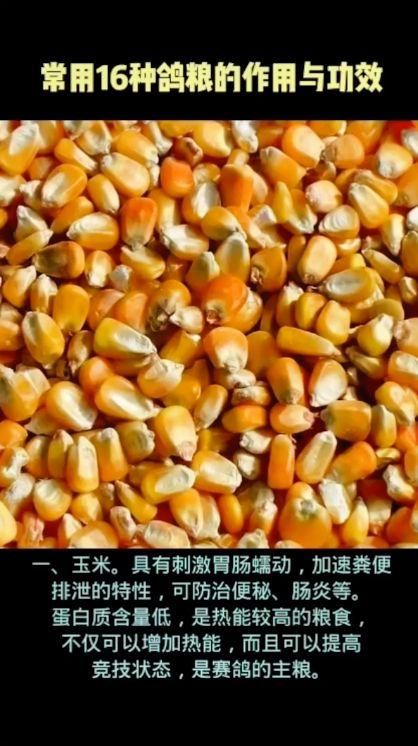 常用的16种鸽粮的作用，功效和喂食禁忌！ #养鸽人 #把鸽子养健康 