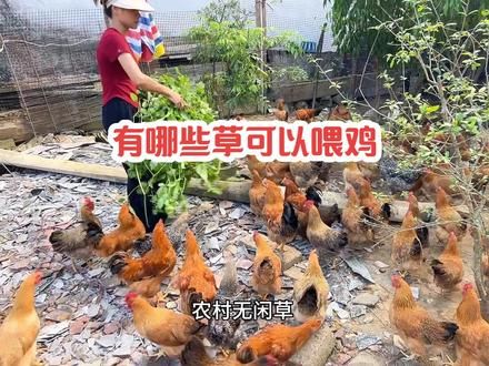 养鸡小窍门#养鸡人 #农村散养土鸡 #记录养殖生活