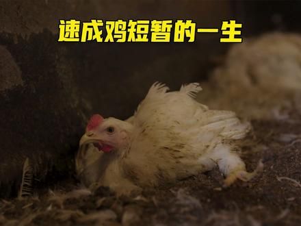 短短三十天，就是速成鸡的一生#科普 #速成鸡 #家禽养殖 #鸡肉