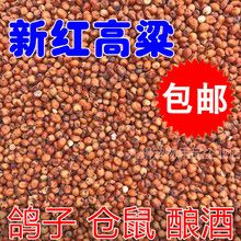 红高粱喂鸽子粮食去壳带皮鸟食信鸽观赏鸽肉鸽幼鸽成鸽粮饲料5斤