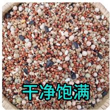 鸽粮2021新鸽子营养饲料鸟食信鸽观赏肉鸽幼成清除白豌豆小麦跨境
