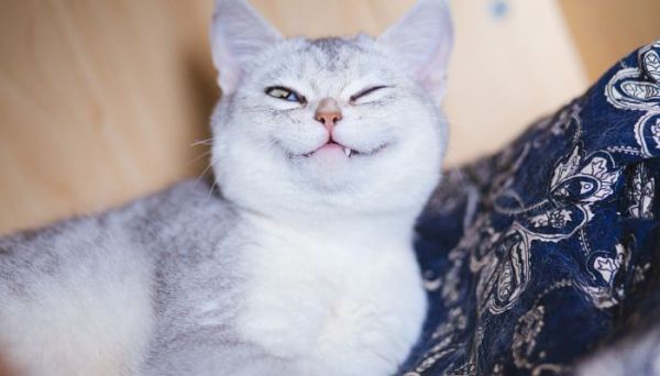 梦见猫的七大预兆 梦见猫的七大预兆是什么意思